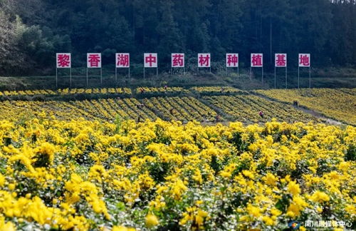 點草成金，融智興業——看南川中醫藥科技新生與產業蝶變
